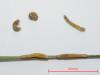 Ochropleura leucogaster
